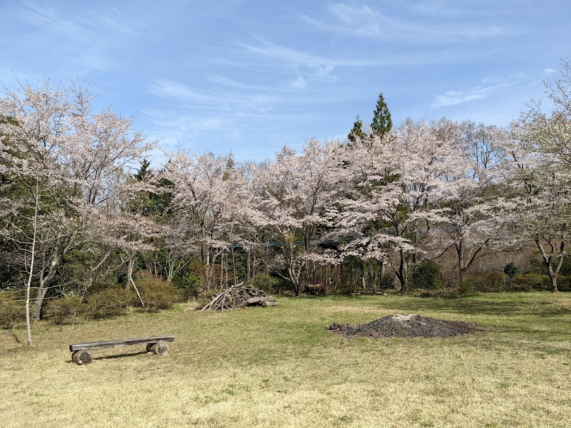 春は自宅裏の桜が美しく咲く