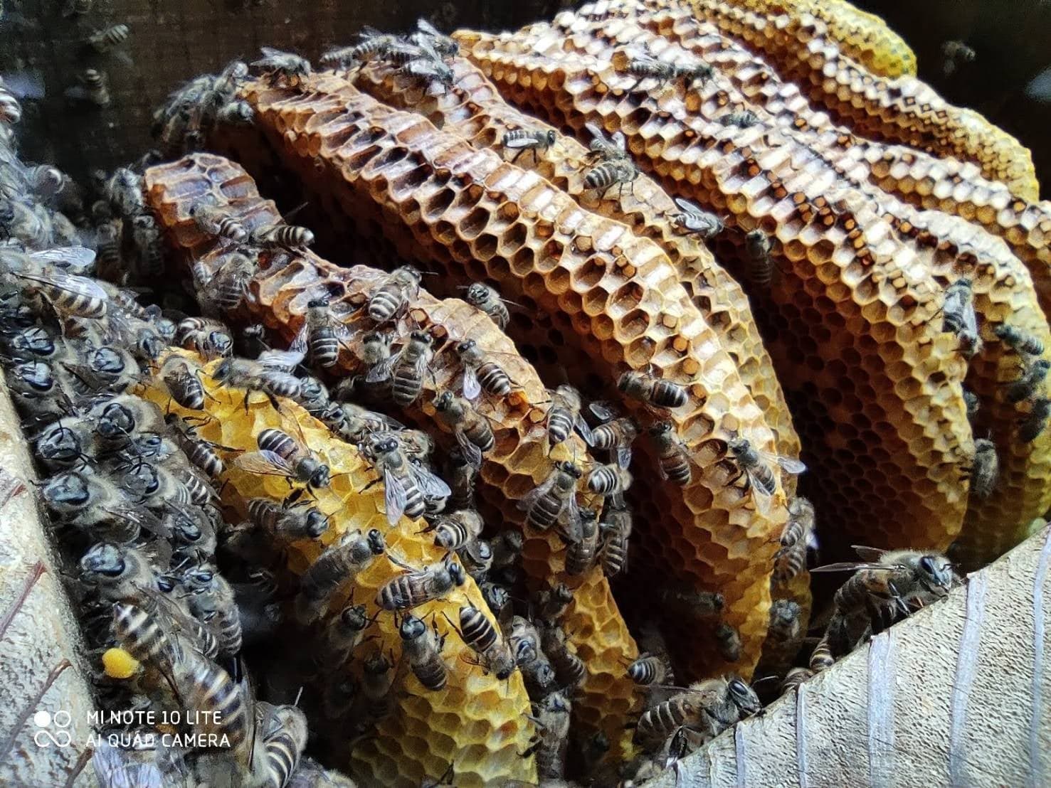 バイクのスタントマンから、日本蜜蜂専門の蜜蜂農家へ。直感を信じて切り開く新たなライフスタイル。